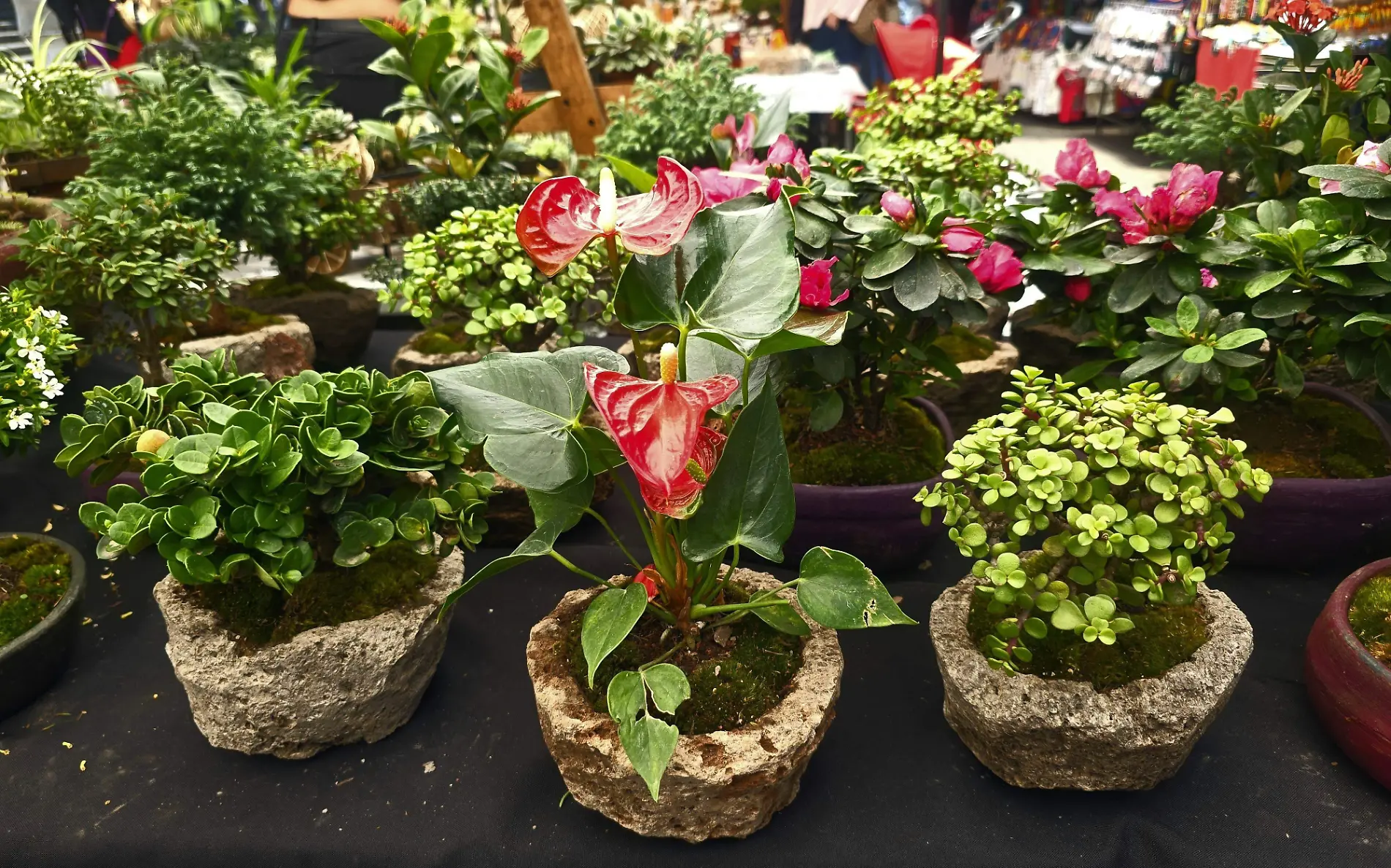 plantas-venta-feria-pan-cuernavaca (2)